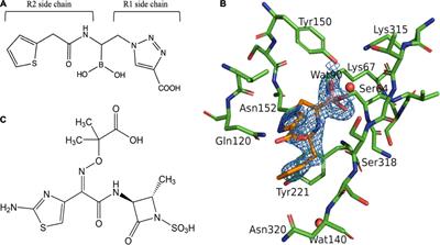 Insights Into the Inhibition of MOX-1 β-Lactamase by S02030, a Boronic Acid Transition State Inhibitor